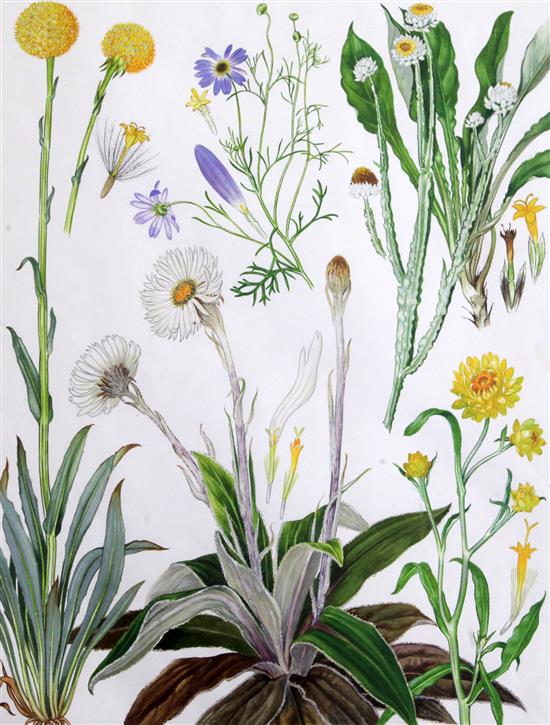Barbara Mary Steyning Everard (1910-1990) four original designs for Wild Flowers of the World (plates 99, 115, 116, 140) 17 x 13in.